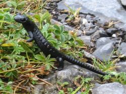 Salamander
