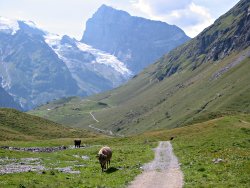 Down towards Titlis