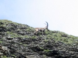 Ibex