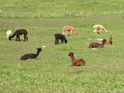 Llamas
