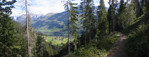 Forest track