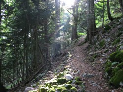 Path through forest