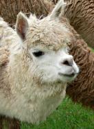 Llama