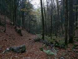 Combe Biosse