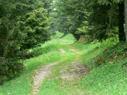 Track through trees