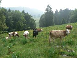 Cows
