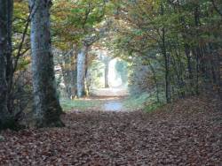 leafy track