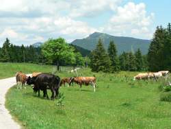 cows and Chasseron