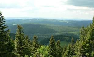 French forest