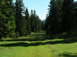 woodland path