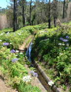 levada nova
