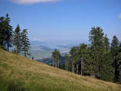 Z&uuml;risee