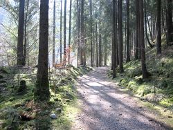 forest path