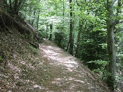 woodland